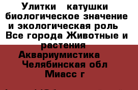 Улитки – катушки: биологическое значение и экологическая роль - Все города Животные и растения » Аквариумистика   . Челябинская обл.,Миасс г.